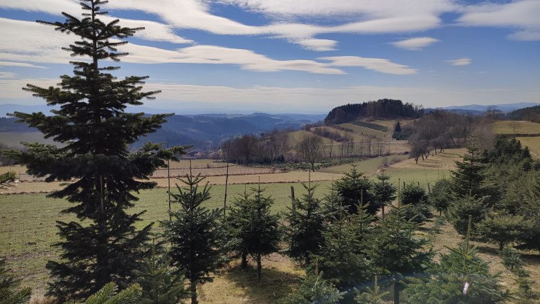 Christbaum-Kultur, © npjw Christbaum-Kultur, © npjw