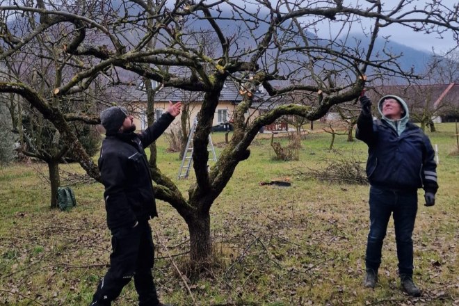 Obstbaum schneiden, © npjw Obstbaum schneiden, © npjw