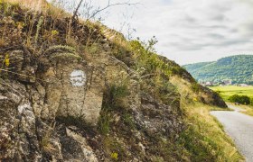 Flora am Welterbesteig Wachau, © Pamela Schmatz Flora am Welterbesteig Wachau, © Pamela Schmatz