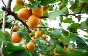 Ripe apricots on the tree, © Steve Haider Ripe apricots on the tree, © Steve Haider