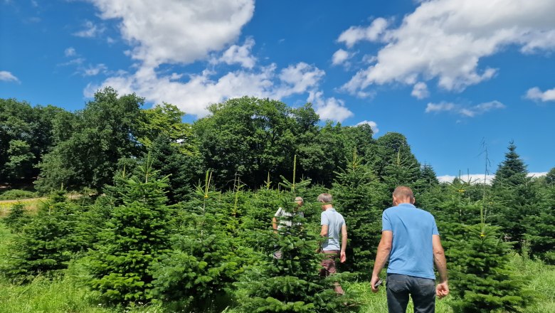 Christbaum-Versuchsfläche, © npjw Christbaum-Versuchsfläche, © npjw