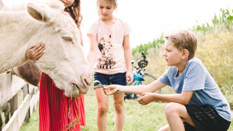 Wachau donkey adventure, © Niederösterreich Werbung / Stefan Fürtbauer Wachau donkey adventure, © Niederösterreich Werbung / Stefan Fürtbauer