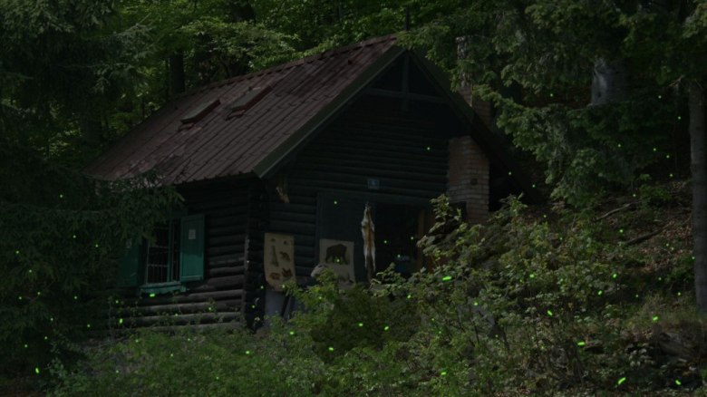 Glühwürmchen, © Marcus Zuba Glühwürmchen, © Marcus Zuba