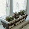 Apartment 1, © Ines Nejedly Three succulents in white pots on a windowsill with curtains.