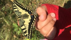 Schwalbenschwanz, © Marion Jaros Schwalbenschwanz, © Marion Jaros