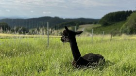 Alpaka, © Martina Poiß-Täubl Alpaka, © Martina Poiß-Täubl