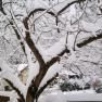 baum-im-winter, © Kowalski Ein schneebedeckter Baum im Winter mit kahlen Ästen und Schnee auf dem Boden.