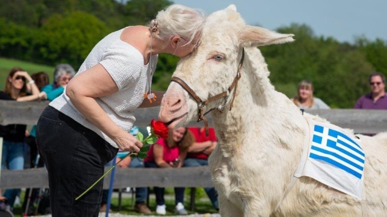 Eselolympiade, © Anita Brunner Eselolympiade, © Anita Brunner