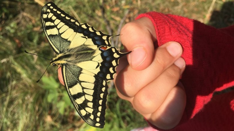 Schwalbenschwanz, © Marion Jaros Schwalbenschwanz, © Marion Jaros