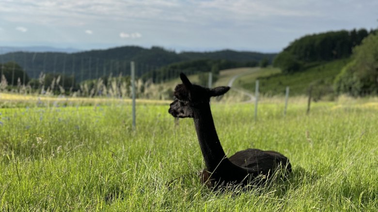 Alpaka, © Martina Poiß-Täubl Alpaka, © Martina Poiß-Täubl