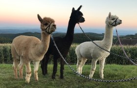 Alpakas in drei Farben, © Martina Täubl Drei Alpakas in verschiedenen Farben stehen auf einer Wiese vor einem Sonnenuntergang.