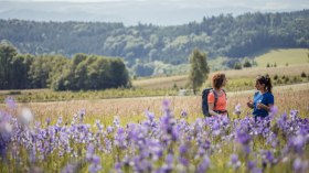 Sibirische Schwertlilie, © Branding Brothers Sibirische Schwertlilie, © Branding Brothers