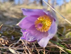 Große Kuhschelle, © npjw Große Kuhschelle, © npjw