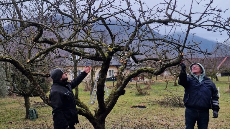 Streuobstbäume schneiden, © npjw Streuobstbäume schneiden, © npjw