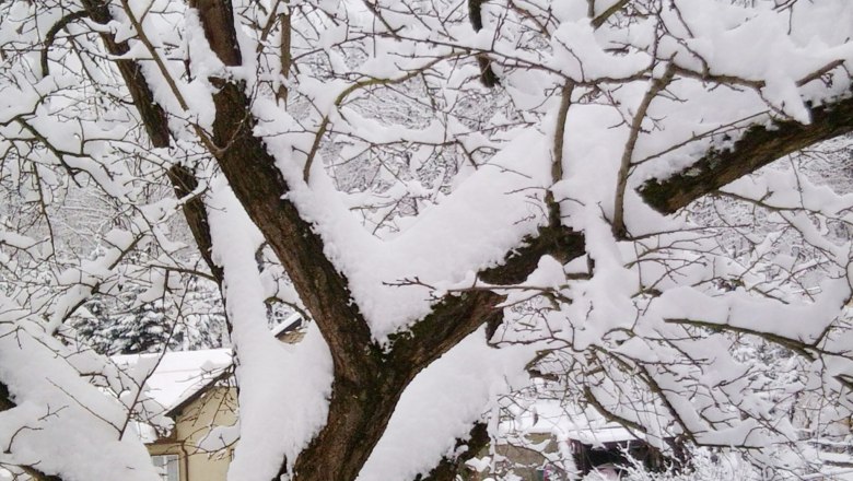 tree-in-winter, © Kowalski A snow-covered tree in winter with bare branches and snow on the ground.