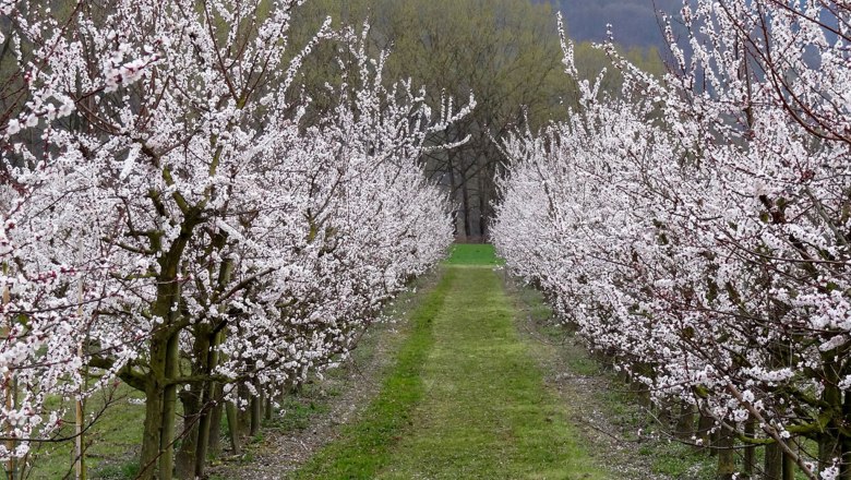 marillenbluete3, © Kowalski Blooming apricot trees in a row with a green grass path in between.