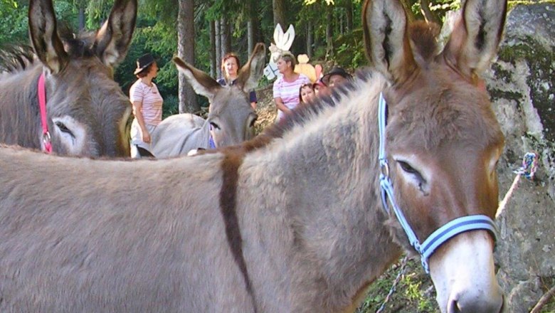 Donkey adventures with children, © Anita Brunner Donkeys with colorful halters in the forest, people in the background.