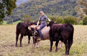 Cattle on the pasture, © Mara Hauck Cattle on the pasture, © Mara Hauck