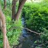 Nature in the surrounding area, © Romana Wiener A small stream flows through lush green foliage and trees.