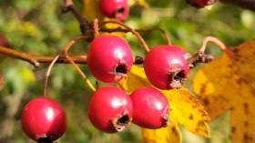 Herbstfrüchte, © Edith Weiß Herbstfrüchte, © Edith Weiß