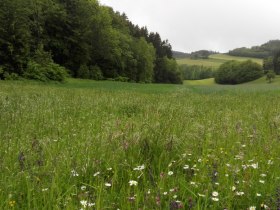 Jauerling meadows, &copy; Naturpark Jauerling