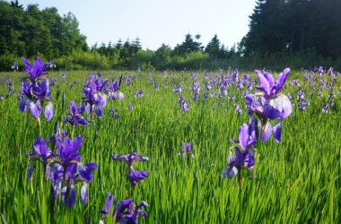 Blue blossom on the sibirian iris meadow, © Naturpark Jauerling-Wachau