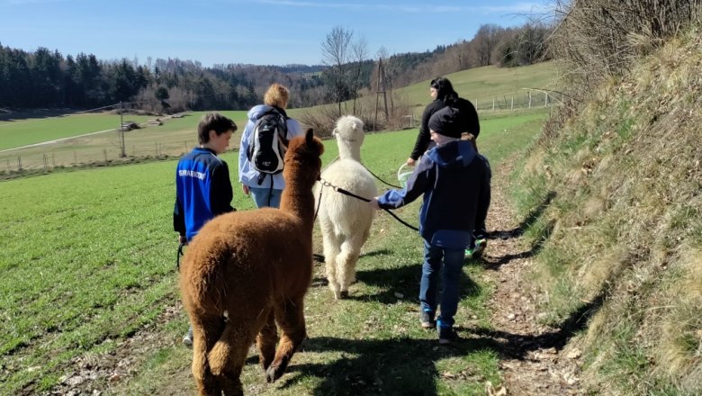 Group of people walking with alpacas on a country lane in sunny weather.