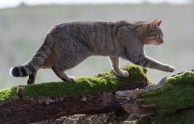 Europäische Wildkatze, © Shutterstock_1684061812