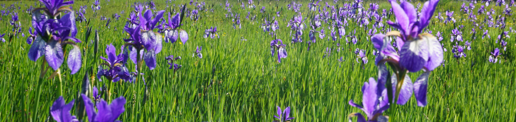 Blue blossoms on the iris meadow, © Naturpark Jauerling-Wachau