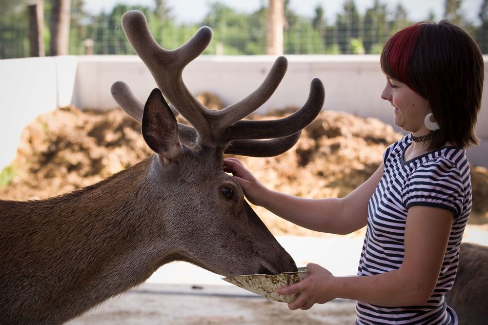 Ein Mädchen füttert einen Hirsch mit großen Geweih in einem Gehege.