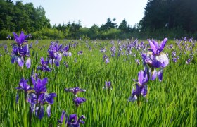 Blue blossom on the sibirian iris meadow, © Naturpark Jauerling-Wachau