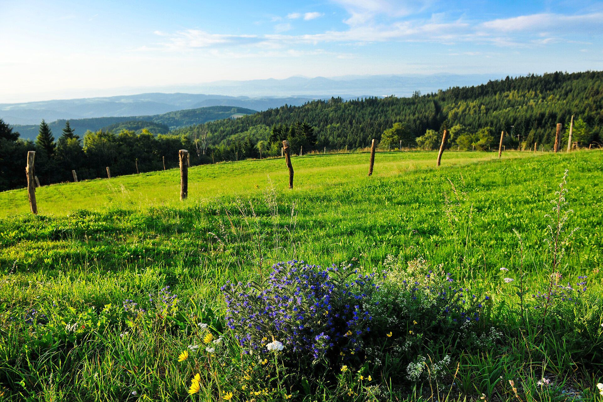 Die sanften Hügel des Naturparks Jauerling-Wachau erstrahlen im satten Grün, während bunte Wildblumen die Wiesen schmücken. Ein sanfter Wind weht durch die Landschaft und lädt dazu ein, die atemberaubende Aussicht auf die umliegenden Berge zu genießen. Hier, wo die Natur in voller Pracht blüht, findet jeder Besucher einen Ort der Ruhe und Inspiration.