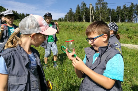 Children of the Nature Park School observe insects, © Naturpark Jauerling-Wachau