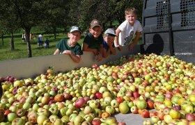 Schüler sammeln Äpfel für den Saftladen-Apfelsaft, © VS Emmersdorf