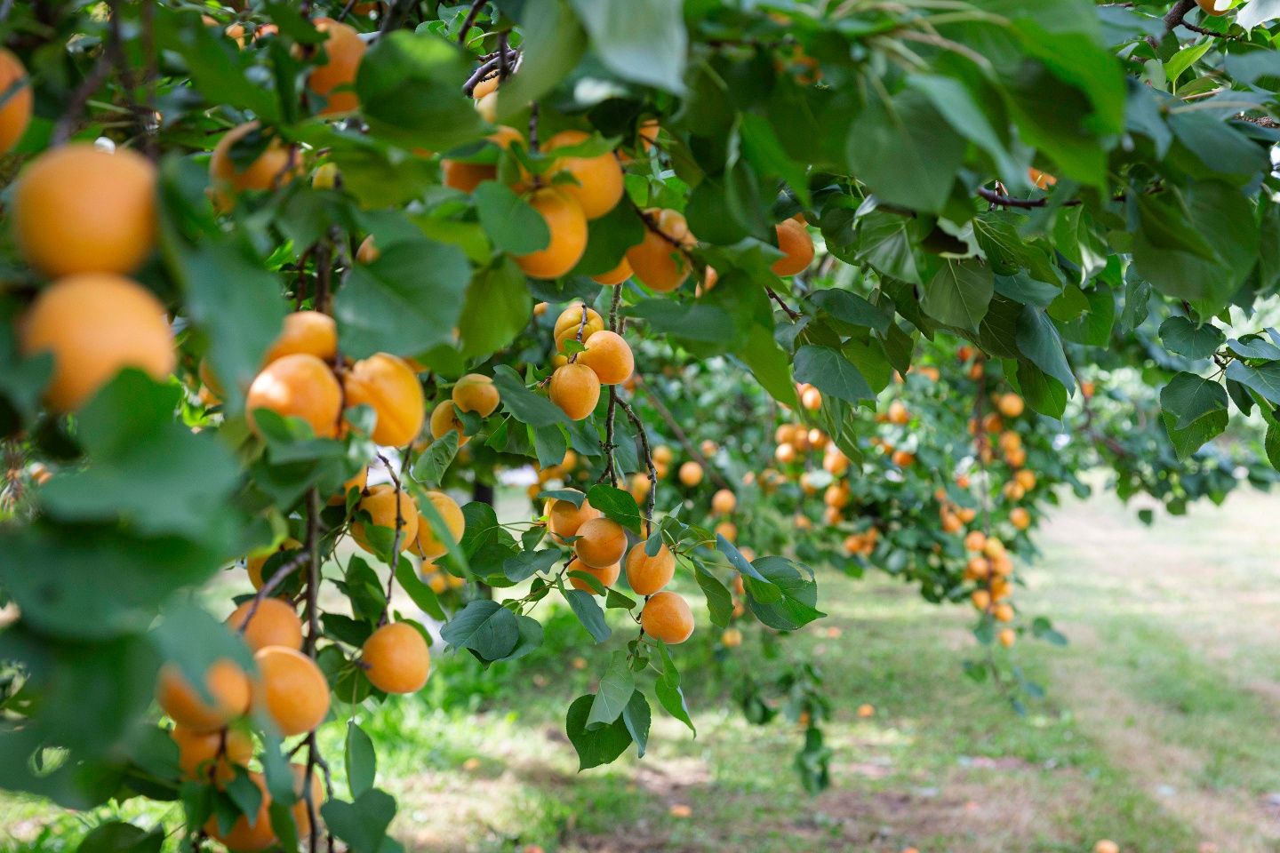 Marillenbäume in der Wachau
