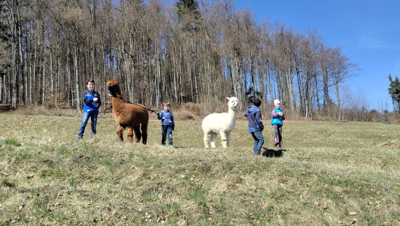 Kinder f&uuml;hren Alpakas auf einer Wiese vor einem Wald.