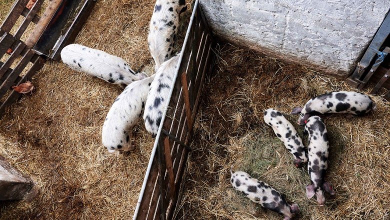 Turopolje Schwein im Strohauslauf, &copy; Mara Hauck