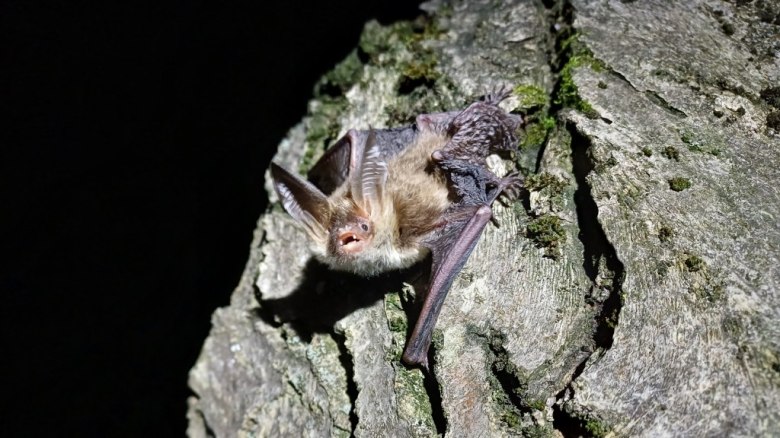 Fledermaus, © Markus Milchram