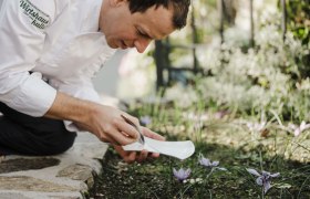 Chef Roman Siebenhandl kneels in the garden and harvests saffron with tweezers.
