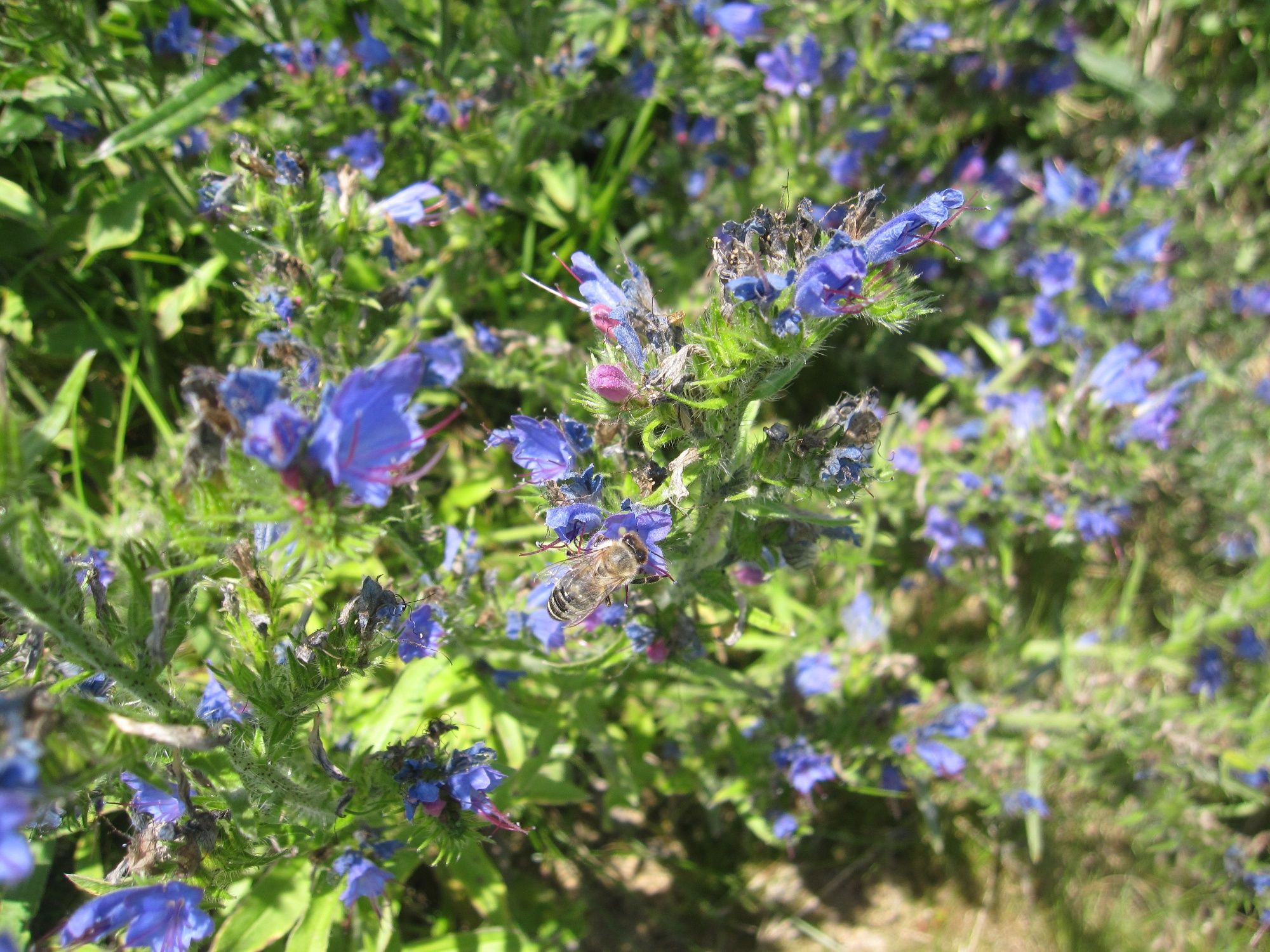 Blumenwiese bei der Stauferhütte