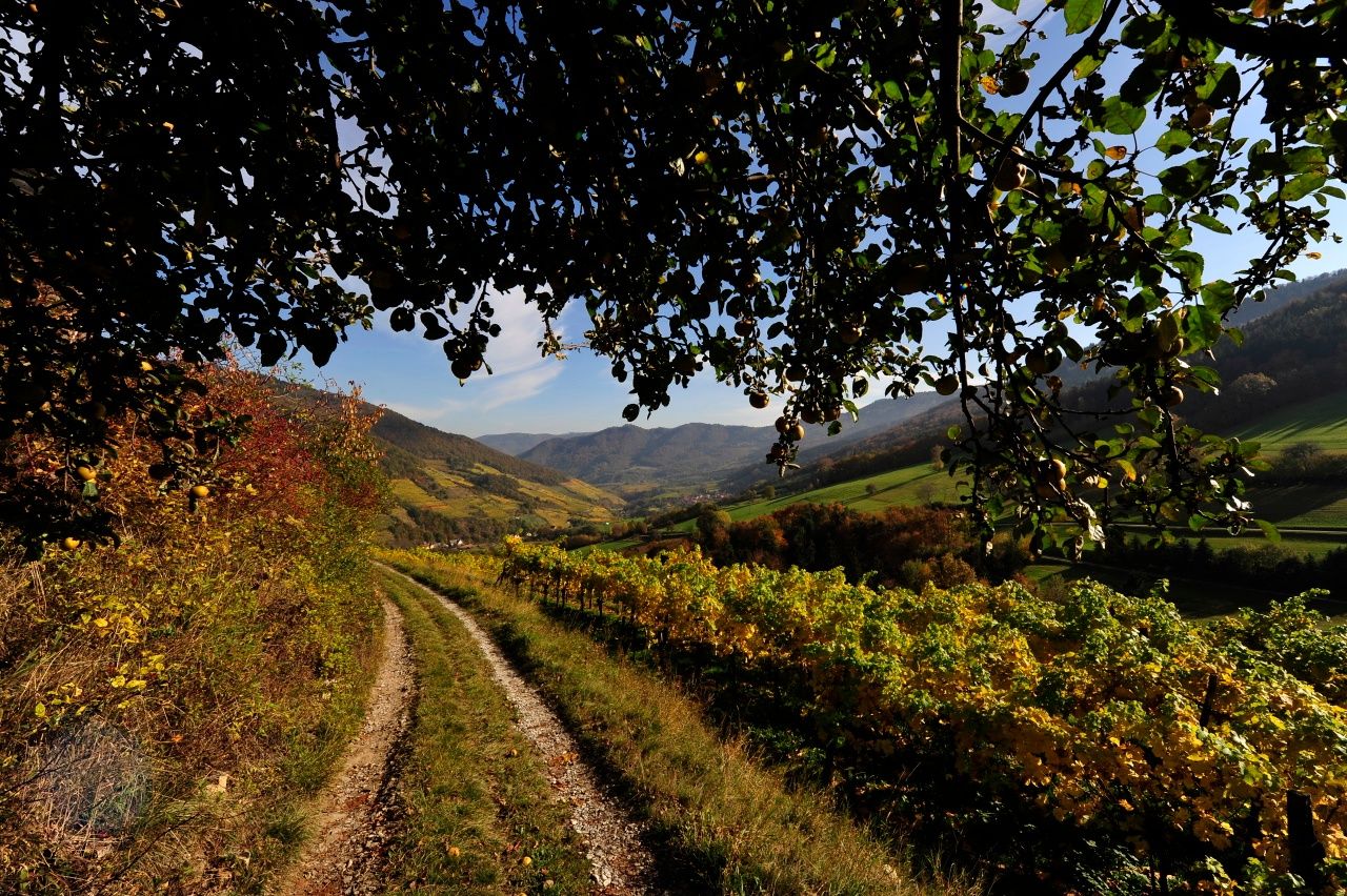 Wachau im Herbst