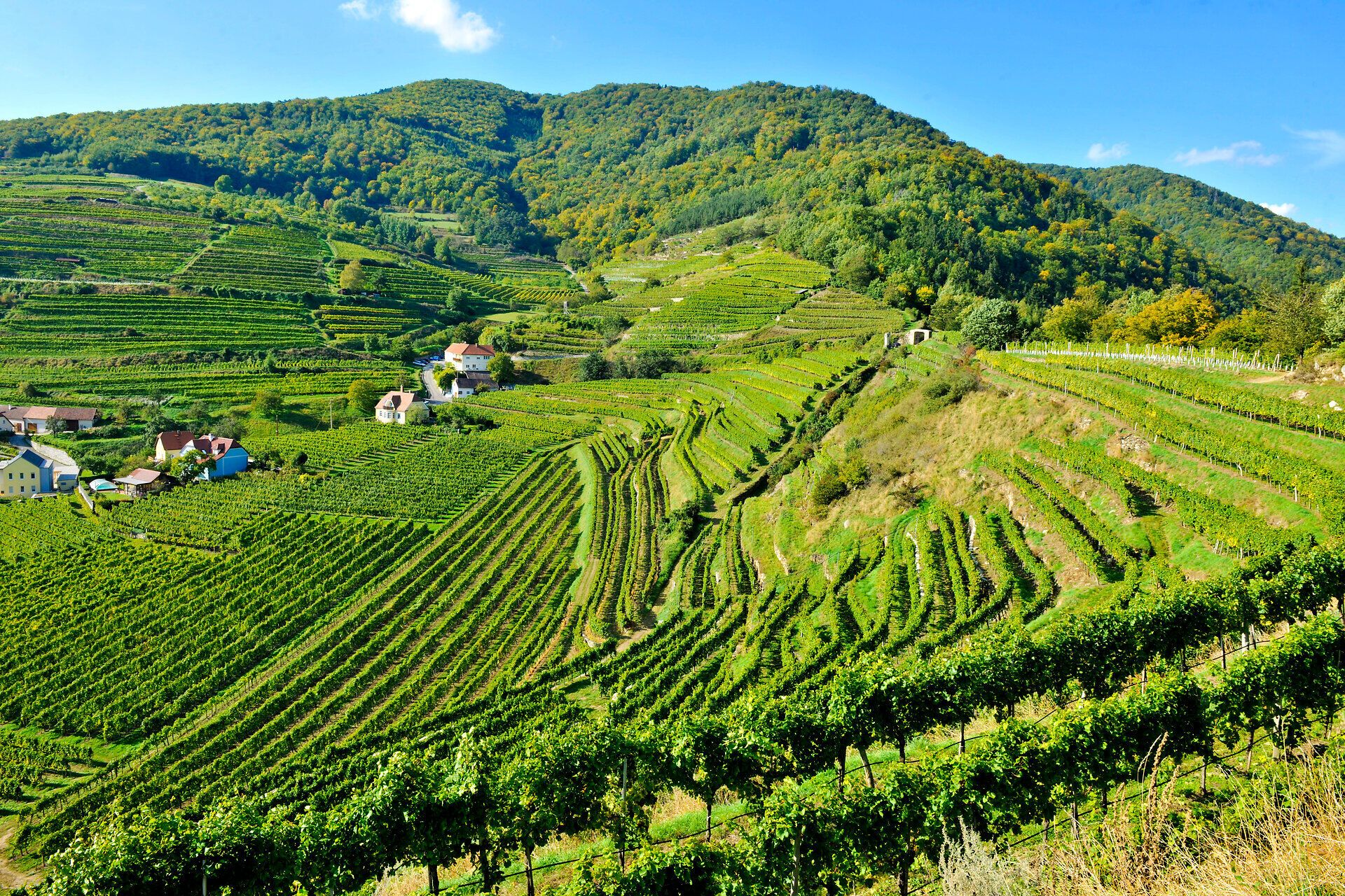 Die sanften Hügel des Naturparks Jauerling-Wachau sind im goldenen Licht des Herbstes ein wahres Farbenspiel. Die Weinreben schlängeln sich malerisch die Hänge hinauf und laden zu genussvollen Wanderungen ein. Hier, wo die Natur in voller Pracht erstrahlt, wird jeder Schritt zum Erlebnis.