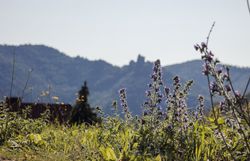 Inmitten der sanften Hügel blühen violette Wiesenblumen und verleihen der Landschaft einen Hauch von Magie. Die klare Luft und die majestätischen Berge im Hintergrund laden zu unvergesslichen Wanderungen ein. Hier, wo die Natur in voller Pracht erstrahlt, findet jeder Besucher sein persönliches Paradies.