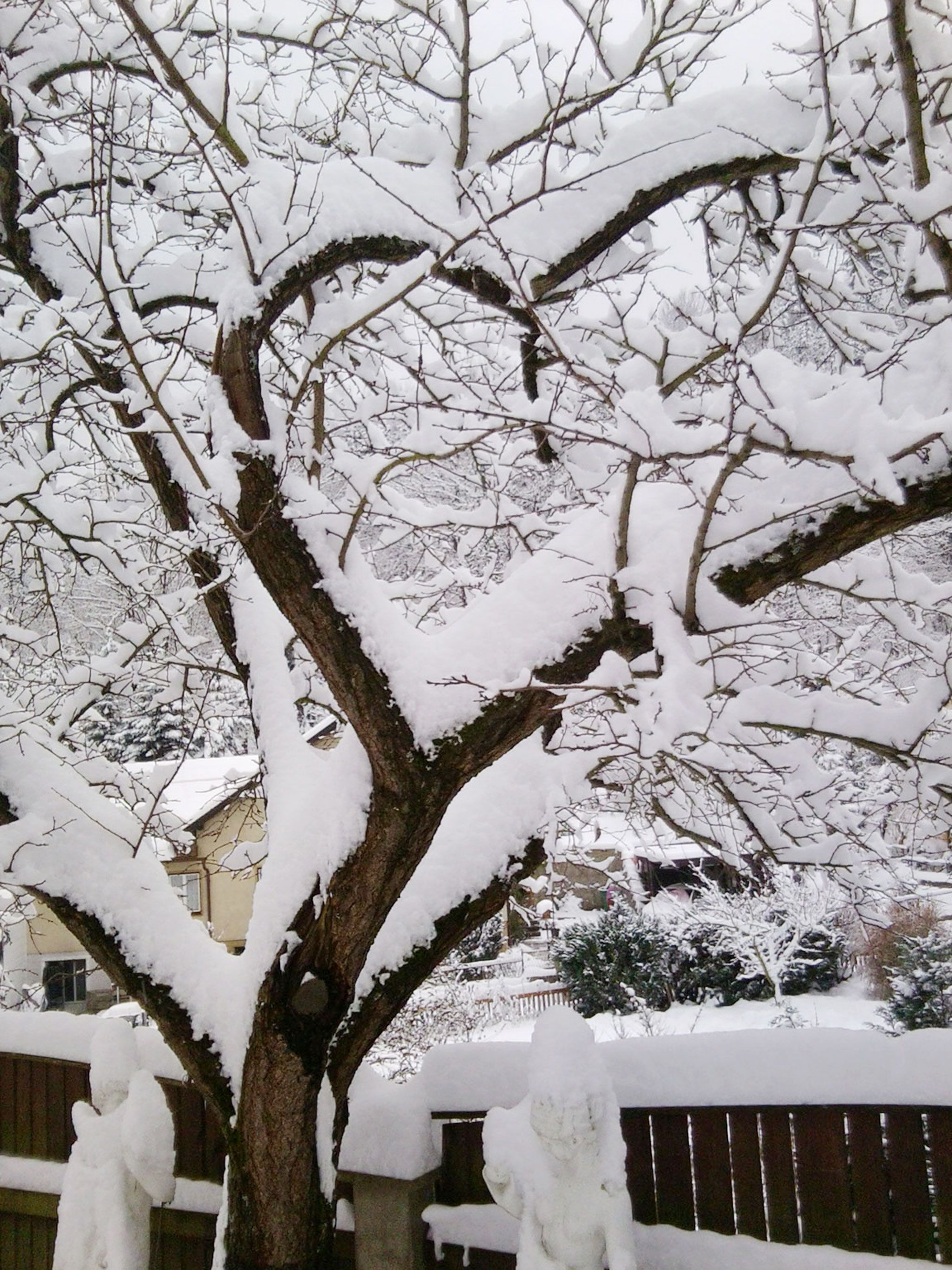 Ein schneebedeckter Baum im Winter mit kahlen Ästen und Schnee auf dem Boden.