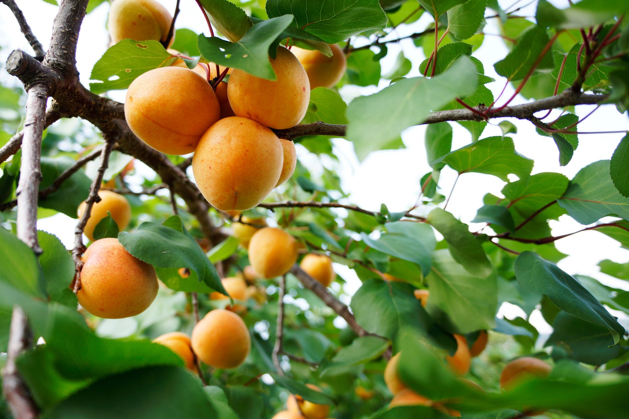 Reife Marillen am Baum