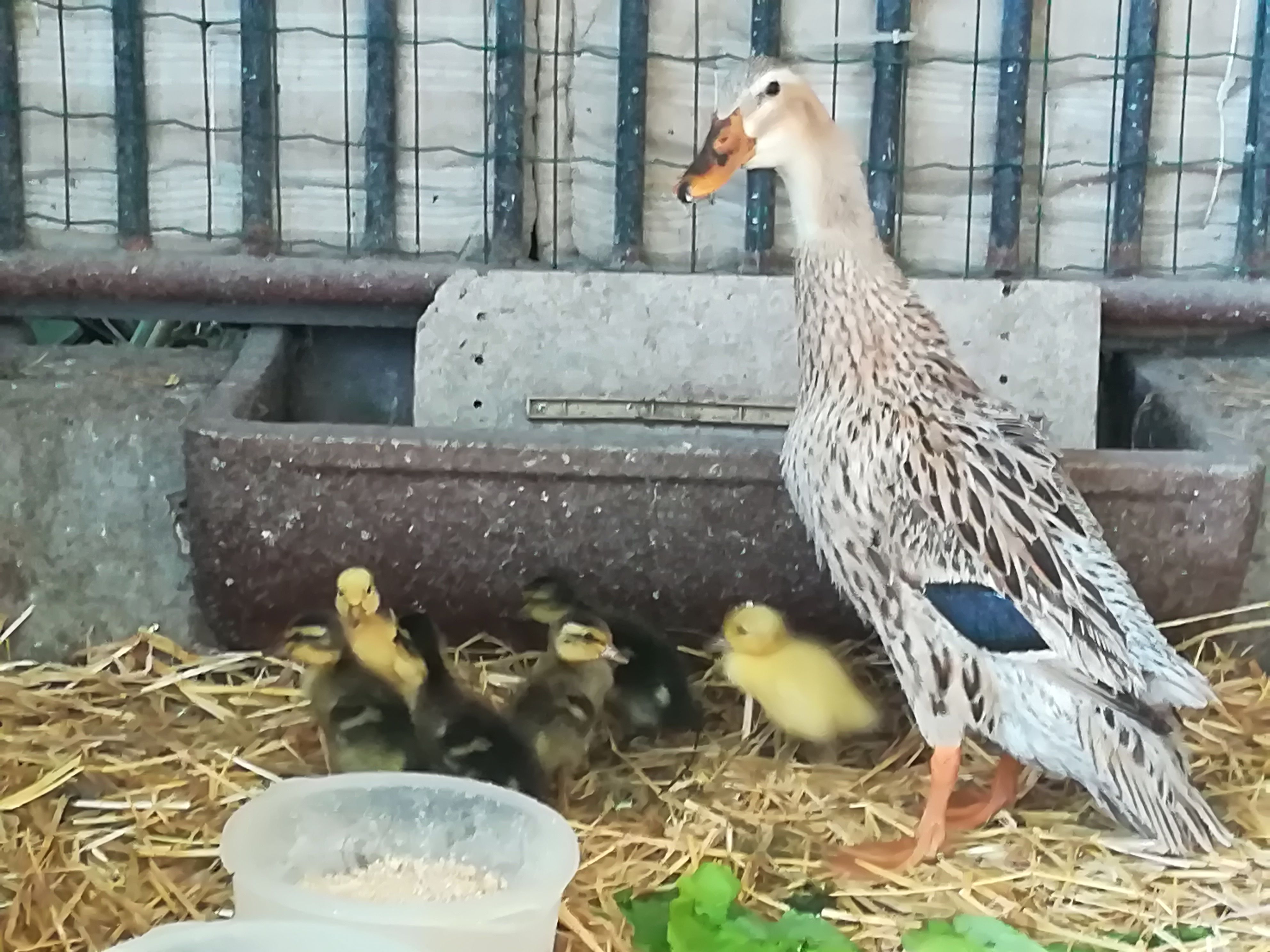 Entenfamilie