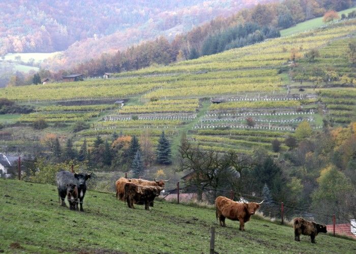 Hochlandrinder auf der Weide