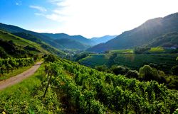 Sanfte Hügel und üppige Weinreben erstrecken sich bis zum Horizont, während die warmen Sonnenstrahlen die Landschaft in ein goldenes Licht tauchen. Der Duft von frischem Wein und blühenden Pflanzen erfüllt die Luft und lädt zu einem entspannten Spaziergang ein. Hier, inmitten der Natur, spürt man die Ruhe und Schönheit des Sommers.