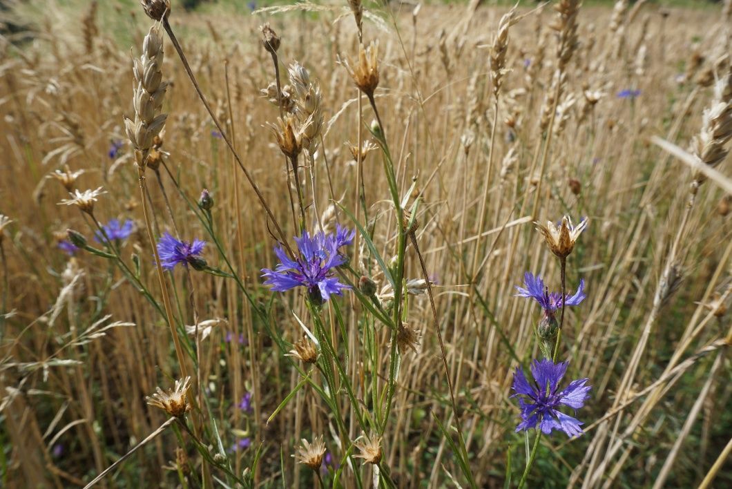 Kornblumen