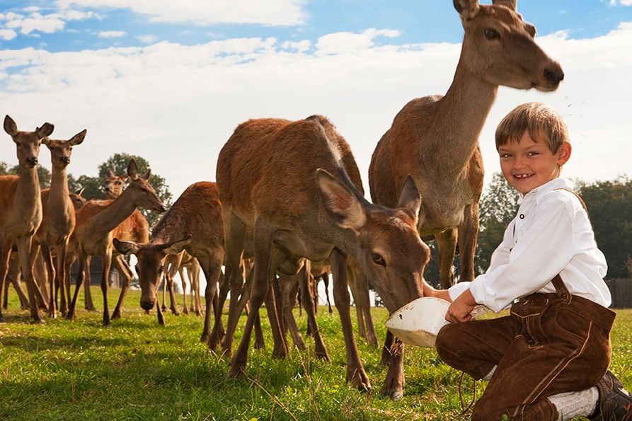 Ein Junge in traditioneller Kleidung füttert Hirsche auf einer Wiese.